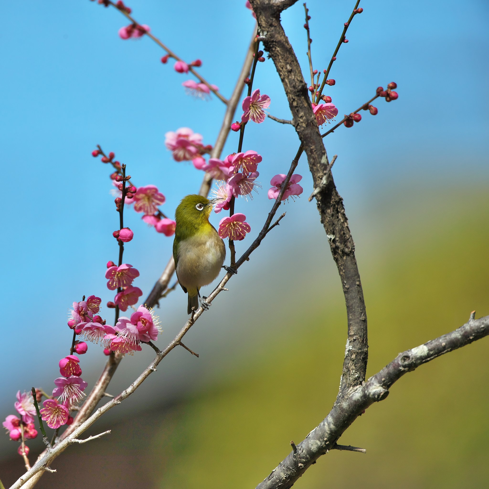 EF500mm F4L IS＋EF1.4xⅢ