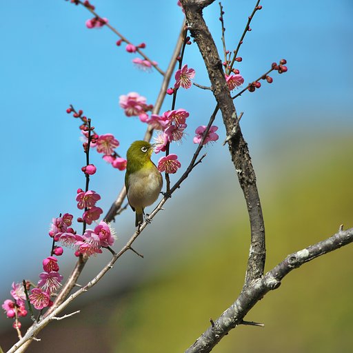EF500mm F4L IS＋EF1.4xⅢ