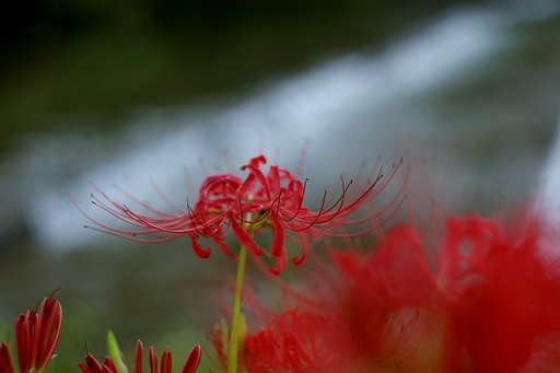 【TTM】私も彼岸花