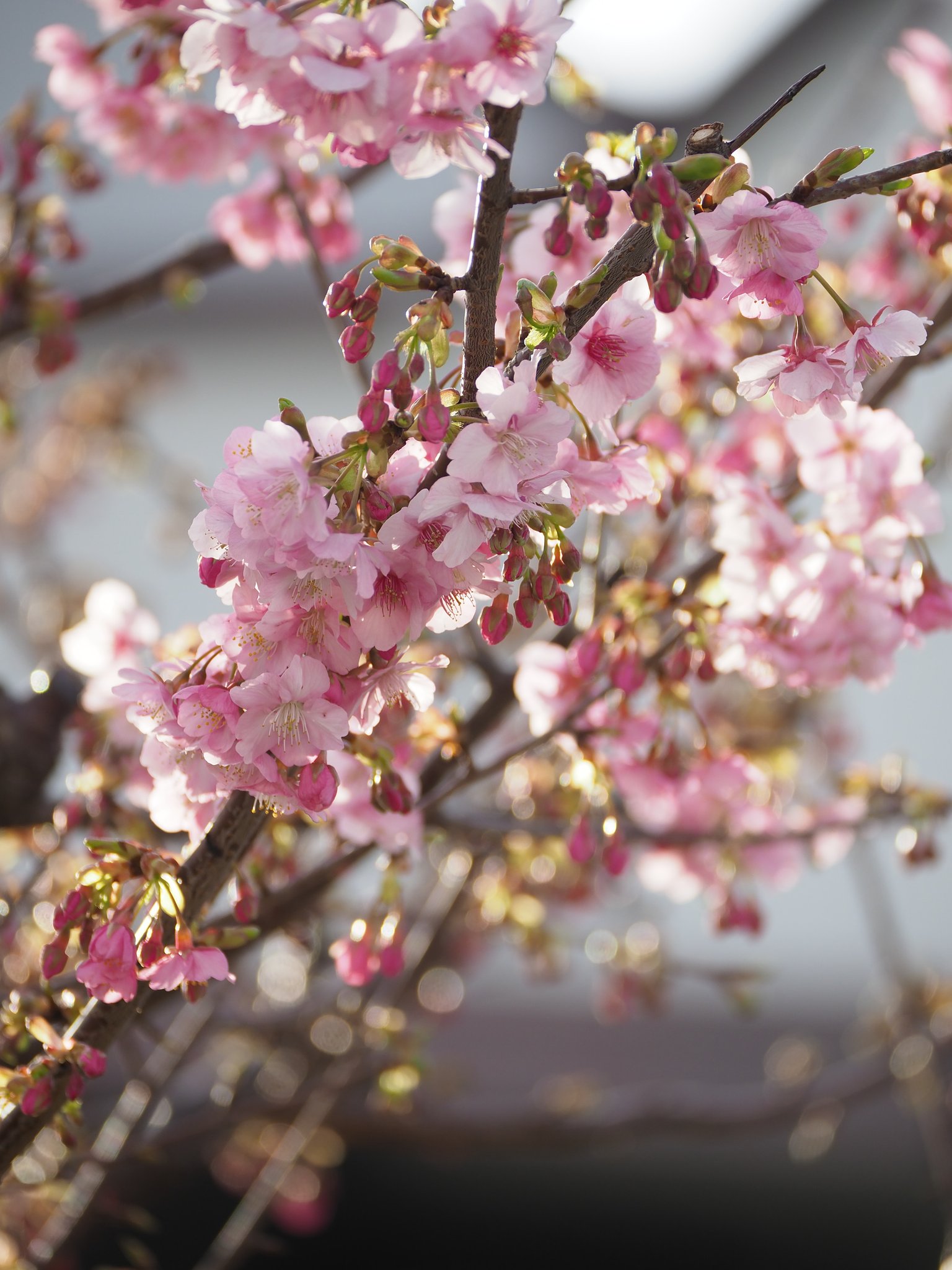◎Pana-LEICA DG VARIO ELMARIT50-200mm/F2.8-4 ASPH.