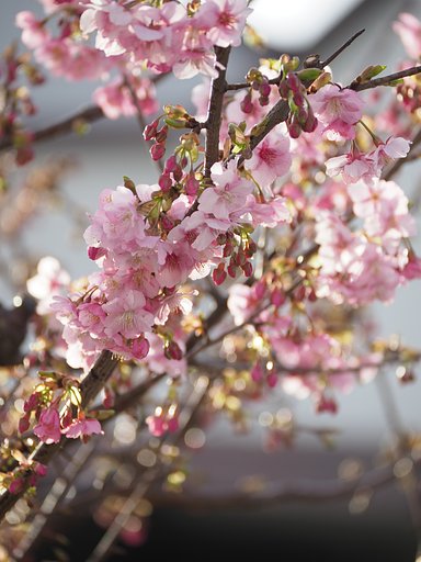 ◎Pana-LEICA DG VARIO ELMARIT50-200mm/F2.8-4 ASPH.