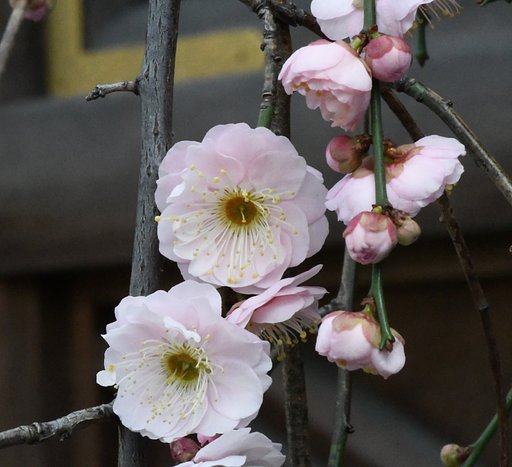 梅
