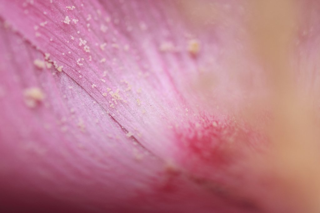 Tamron 90mm f2.8 macro 172E