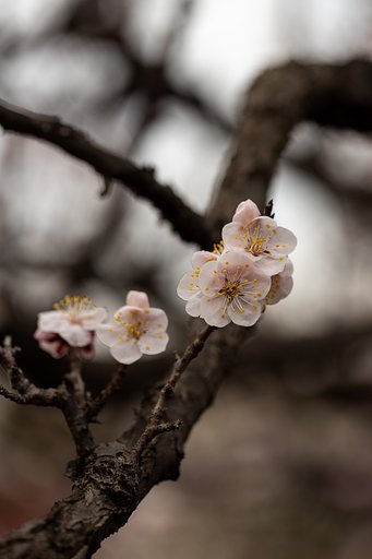 EF100mm f/2.8L Macro IS USM