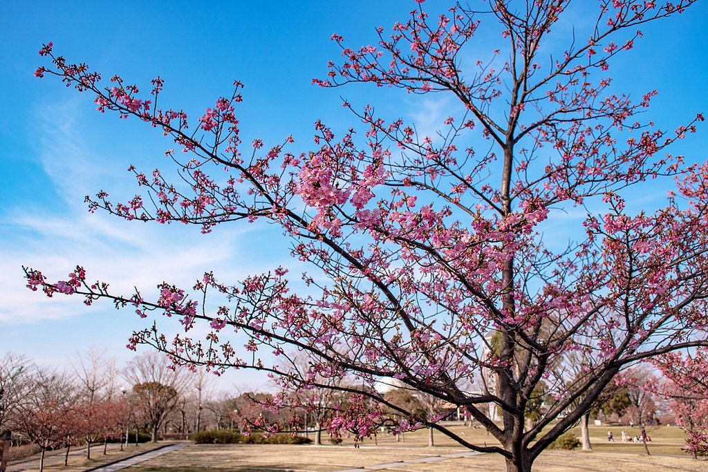 河津桜