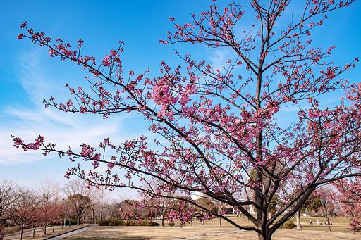 河津桜