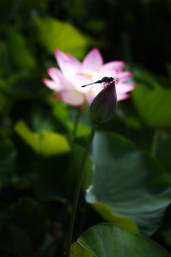 残暑お見舞い申し上げます