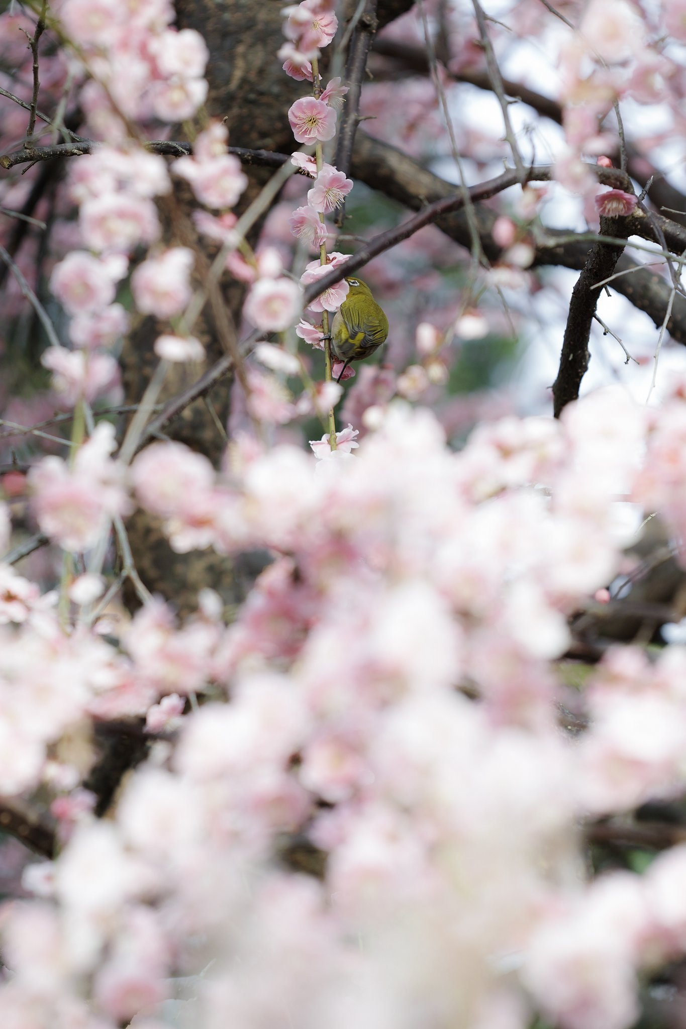 CONTAX  645　120mmF4   アポマクロプラナー