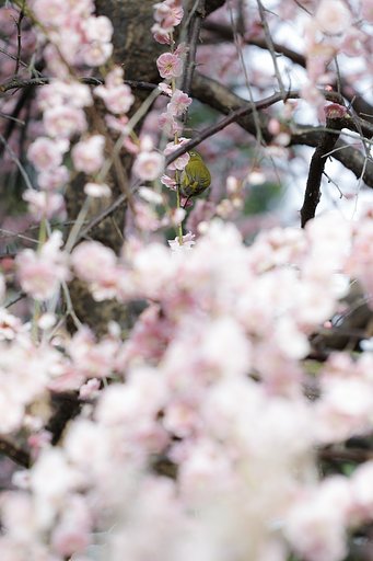 CONTAX  645　120mmF4   アポマクロプラナー