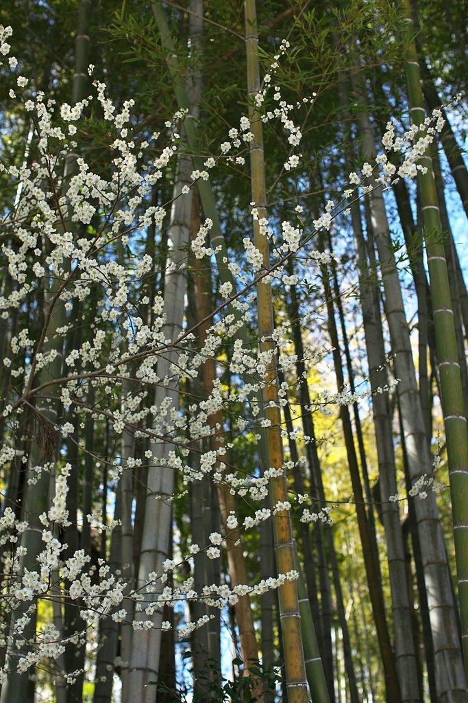 EF50mm F1.2 L