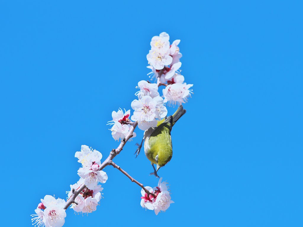 梅次郎4