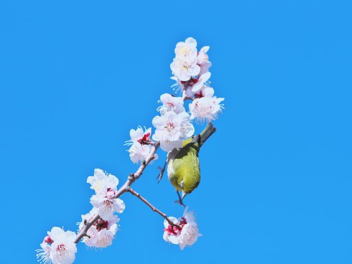 梅次郎4