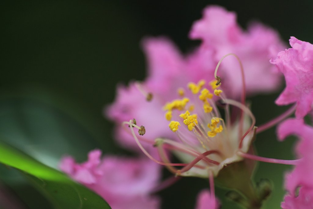 Tamron 90mm f2.8 macro 172E