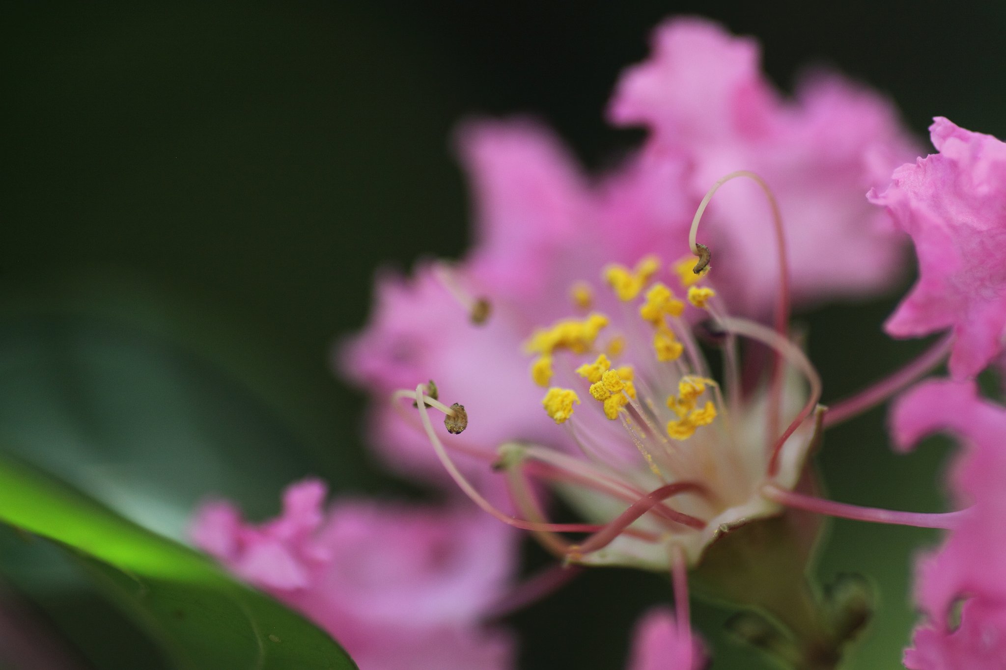 Tamron 90mm f2.8 macro 172E