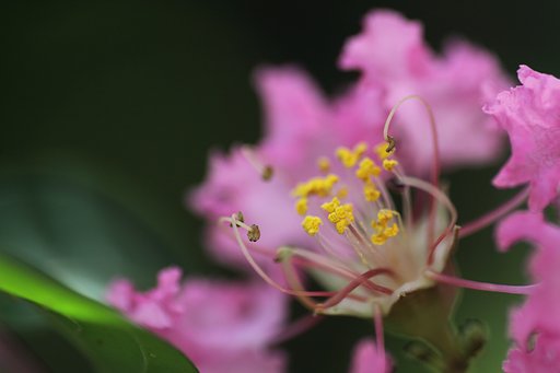 Tamron 90mm f2.8 macro 172E