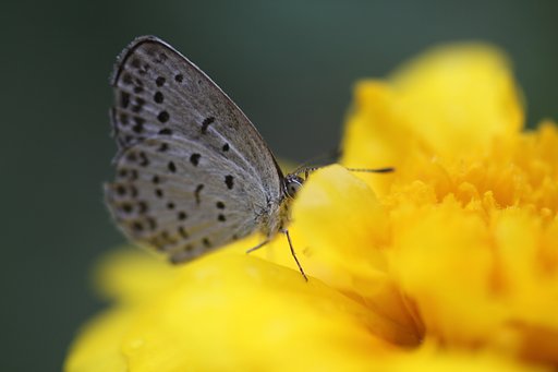 Tamron 90mm f2.8 macro 172E