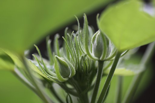 Tamron 90mm f2.8 macro 172E