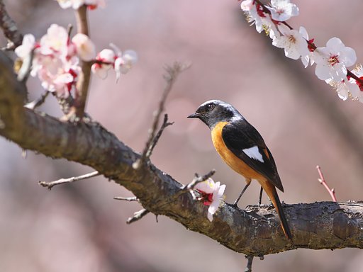 梅ビタキ