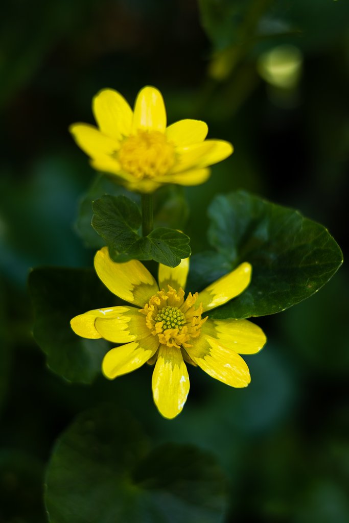 FUJINON XF35mmF1.4 R