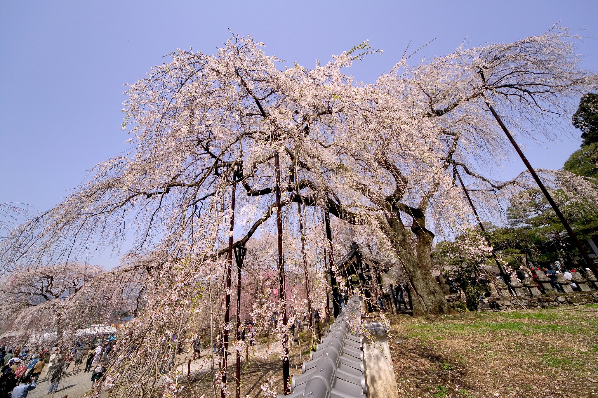 清雲寺の枝垂れ桜