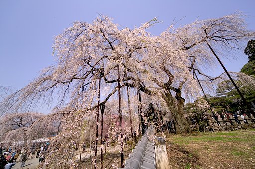 清雲寺の枝垂れ桜