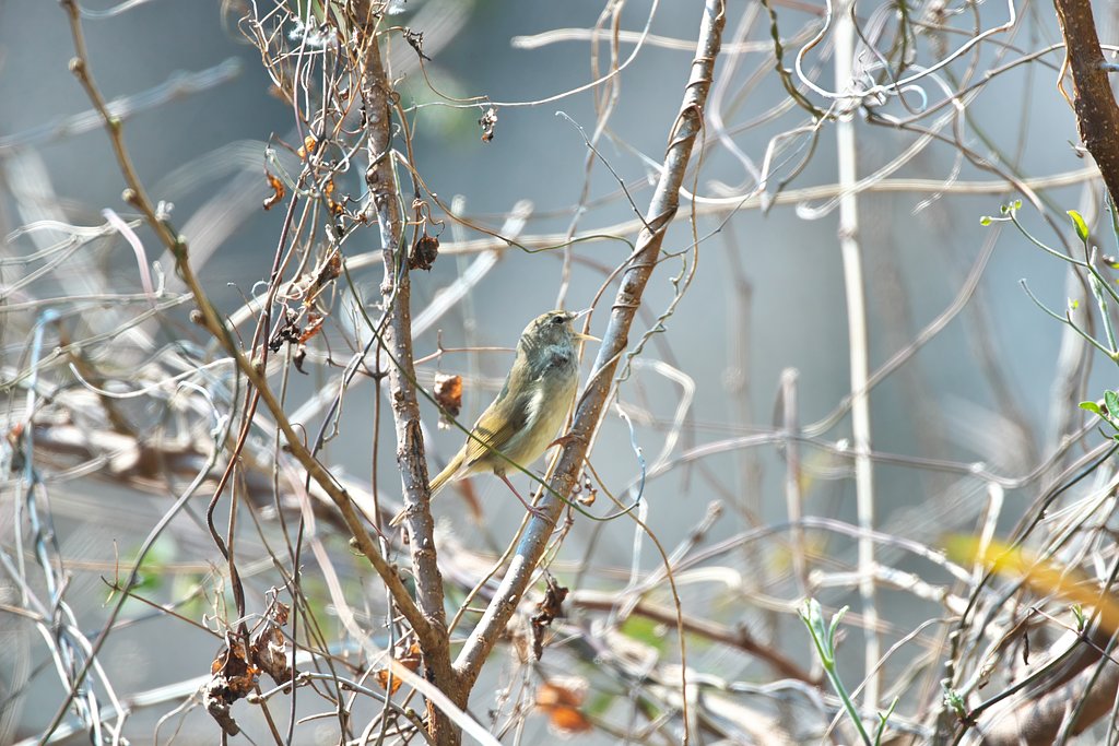 EF500mm F4L IS＋EF1.4xⅢ