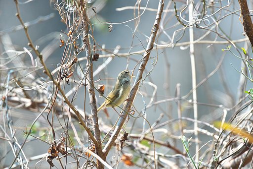 EF500mm F4L IS＋EF1.4xⅢ