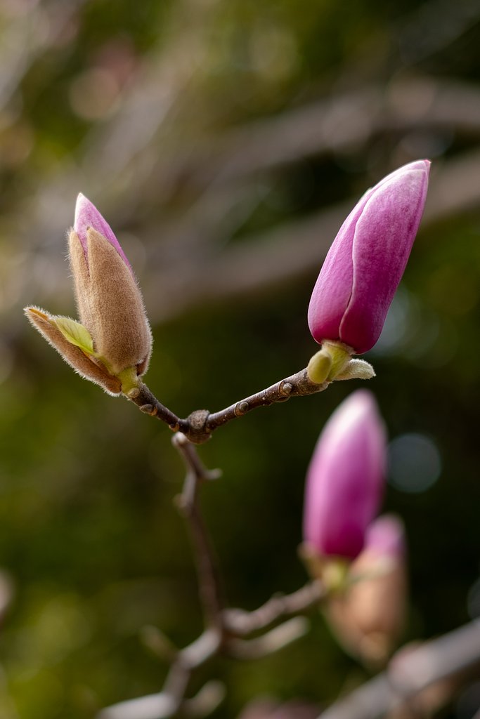 FUJINON XF35mmF1.4 R