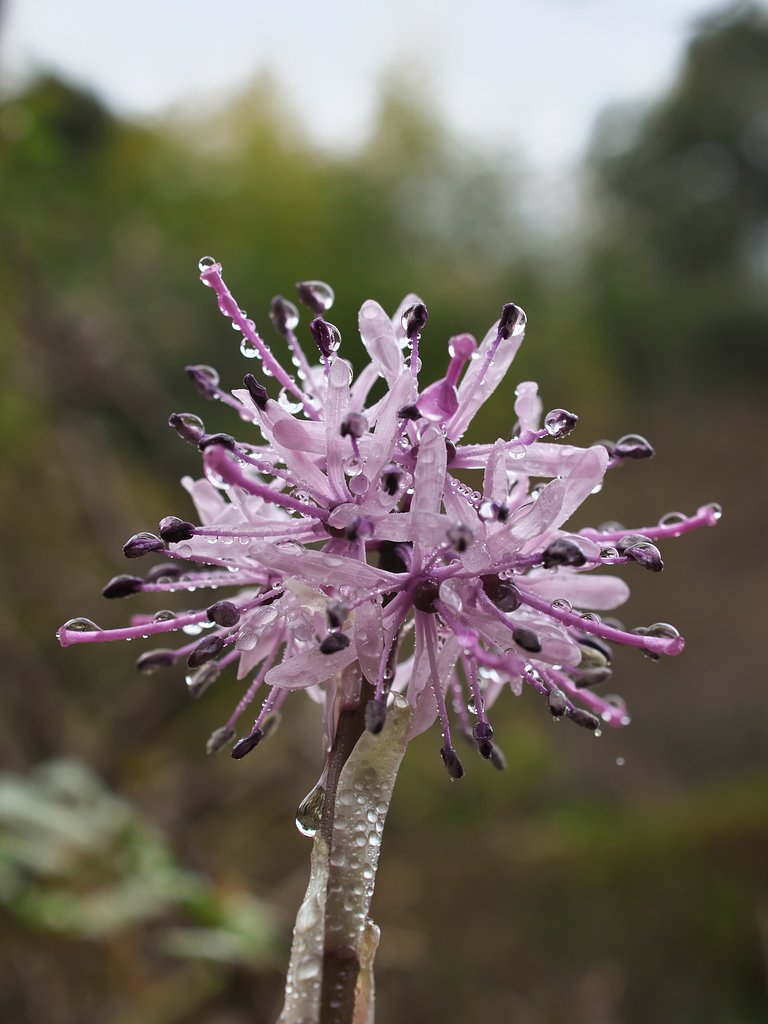 ED 30mm F3.5 Macro