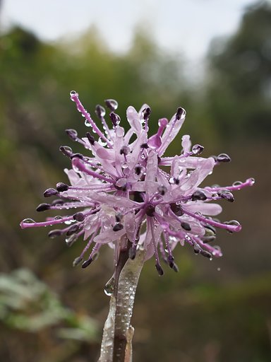 ED 30mm F3.5 Macro