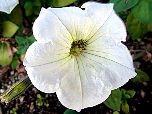 病院の花壇の花