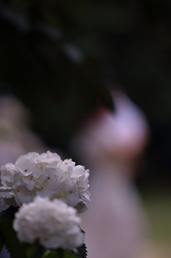 白の花園