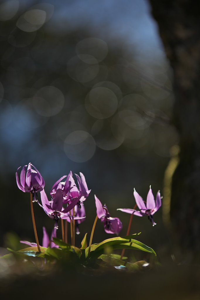 EF70-200mm F2.8L IS Ⅱ