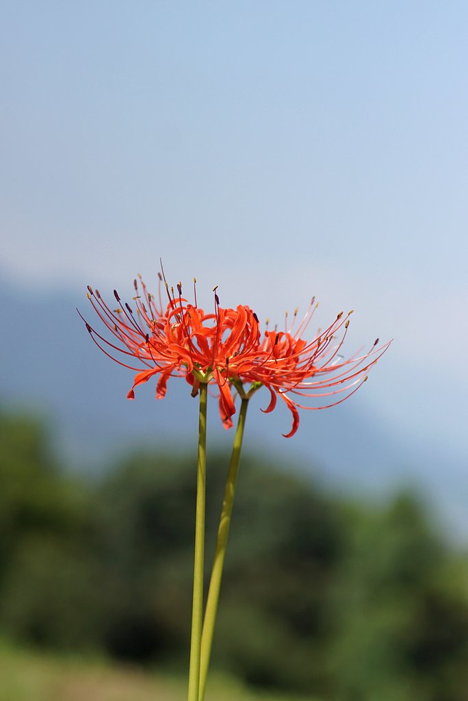 彼岸花