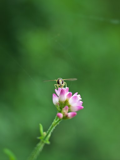 溝蕎麦コラボ