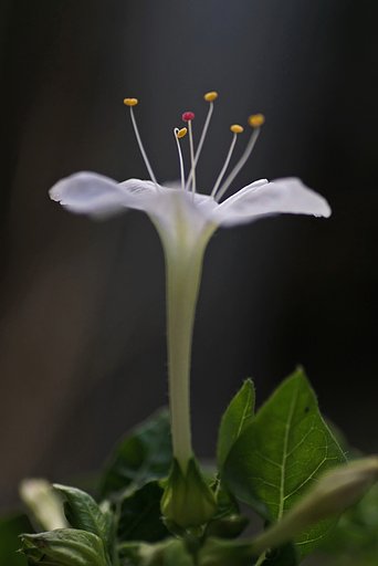 蕊