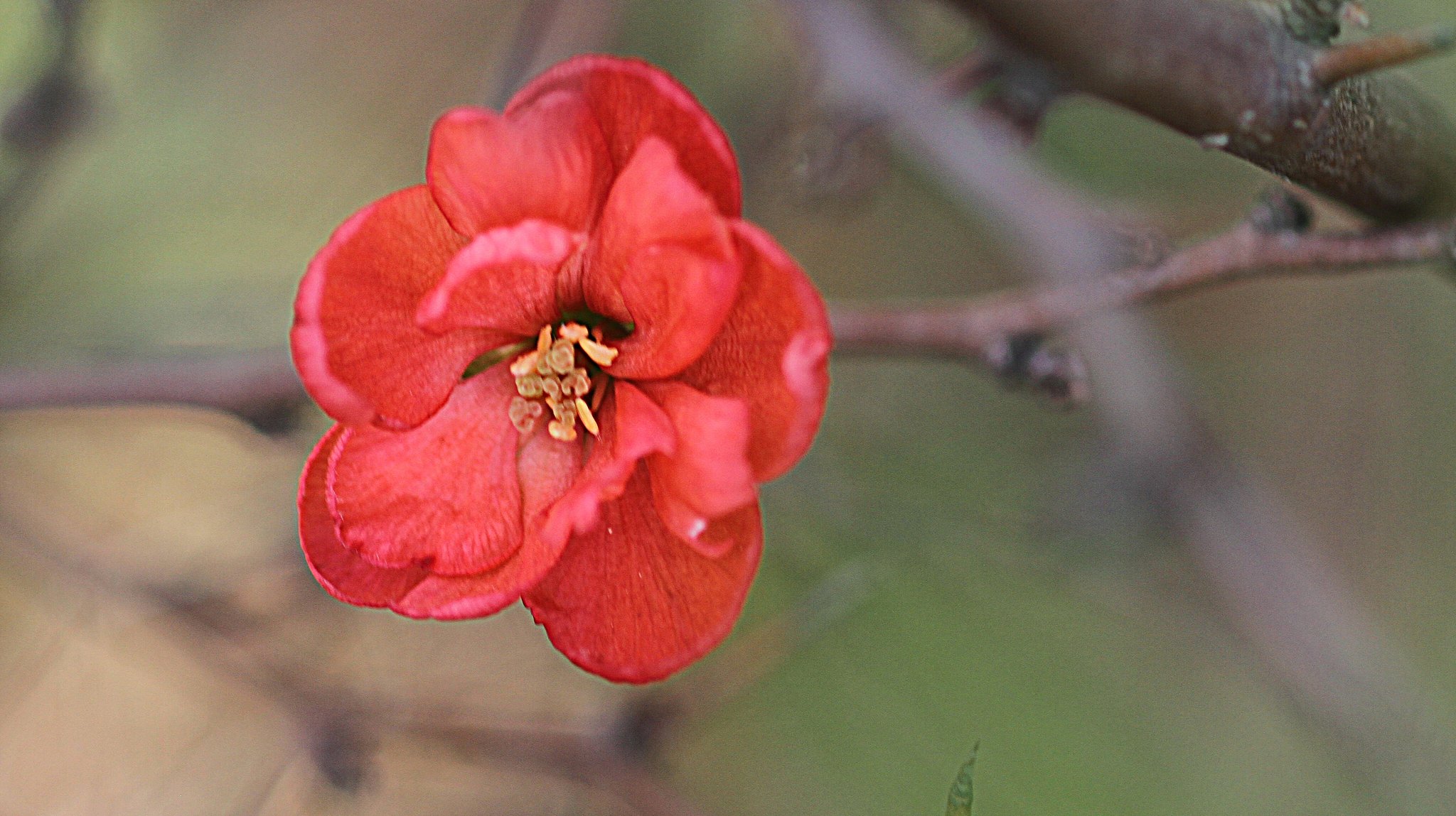 Canon　EF100mm F2.8 macro