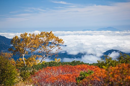 黄葉と雲海