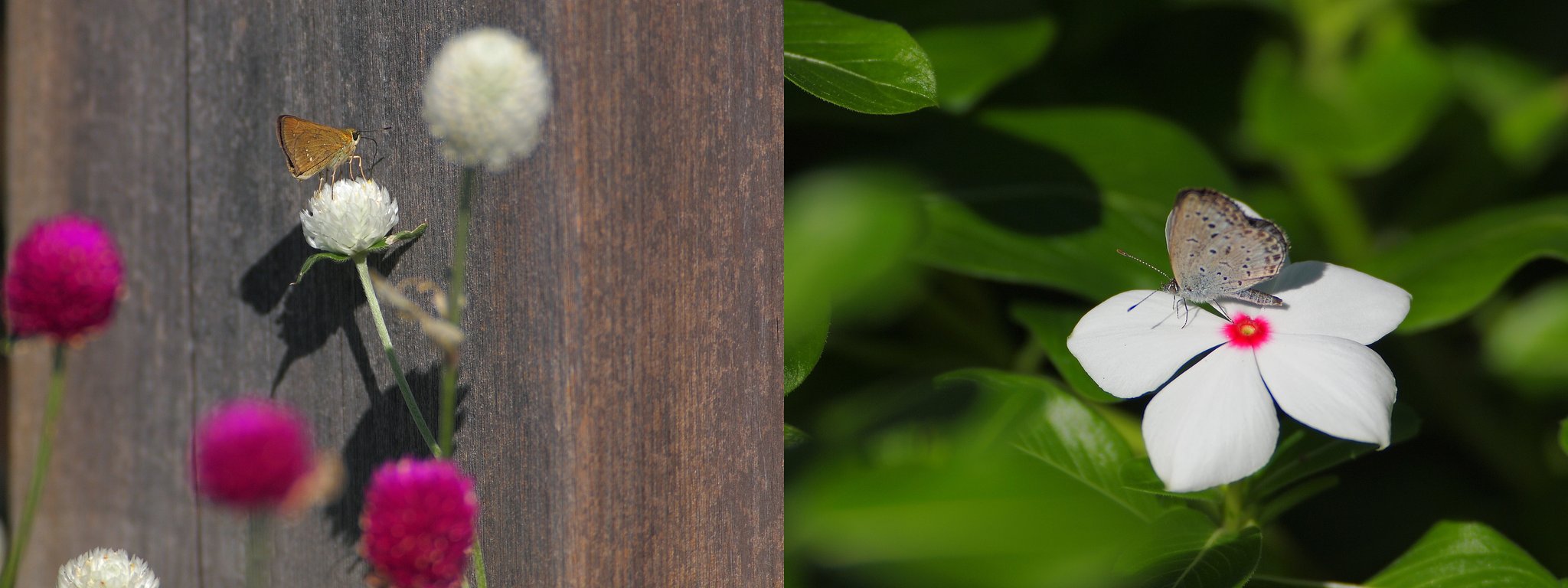 秋、紅白に和む