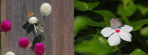 秋、紅白に和む