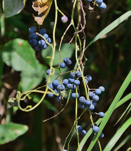 アオツヅラフジ