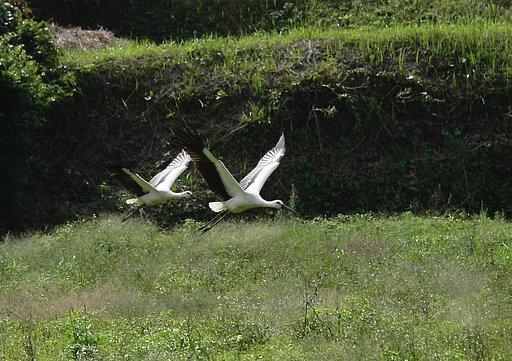 コウノトリ