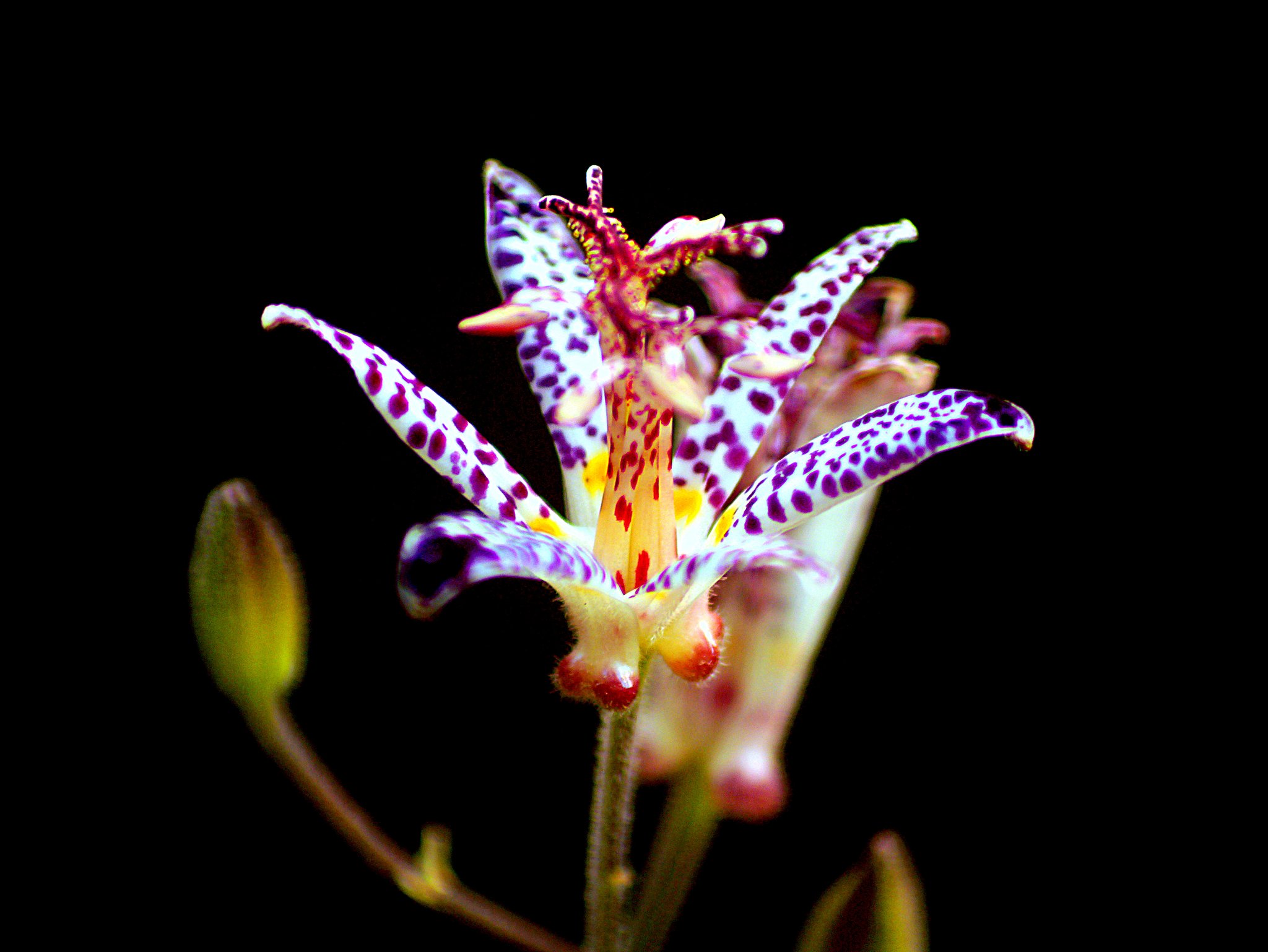 TAMRON 80-210mm f3.8-4 CF TeleMacro