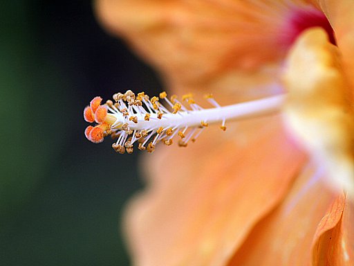 ハイビスカスの蕊　