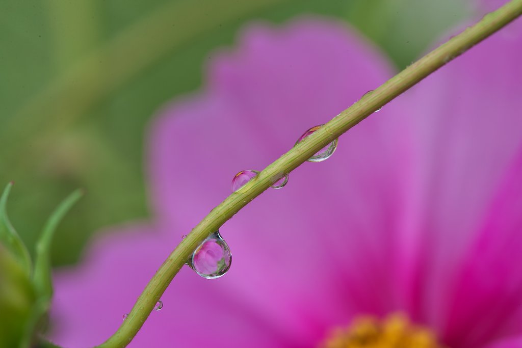 雫
