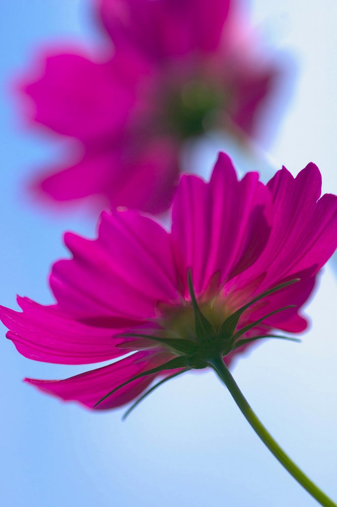 秋桜
