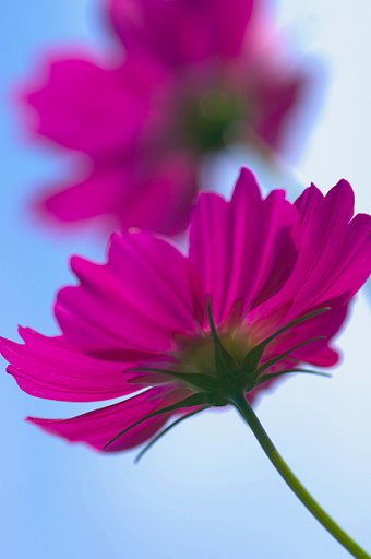 秋桜
