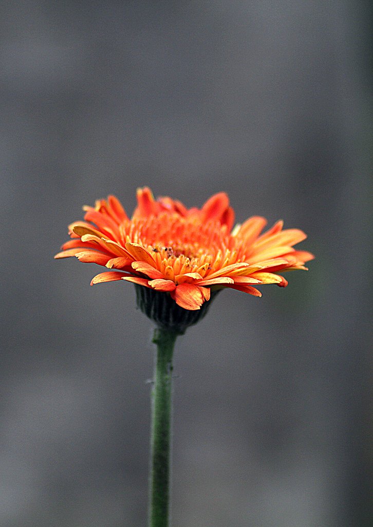 Tamron 90mmF2 .8Macro 272E