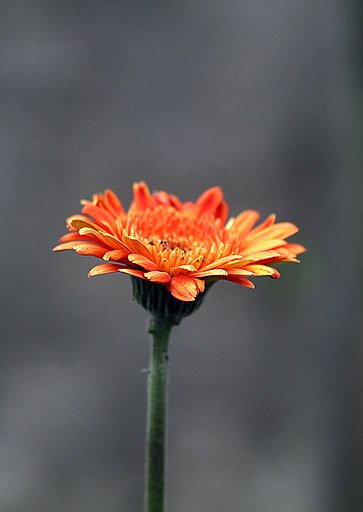 Tamron 90mmF2 .8Macro 272E