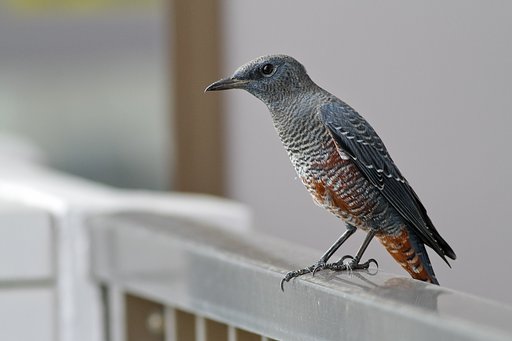 8月15日の写真